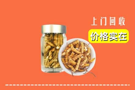 温州市龙湾回收散虫草