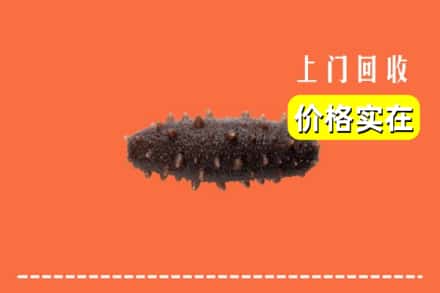 温州市龙湾回收海参