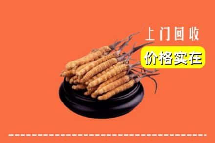 温州市龙湾回收冬虫夏草